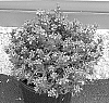 Catharanthus%20roseus%20%27CaTU%201915%27