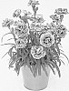 Dianthus%20caryophyllus%20L.%20%27KLEDP23440%27