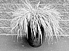 Hakonechloa%20macra%20%27Hakbri2%27