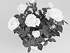 Rosa%20hybrida%20%27KORpot131%27