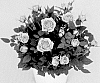 Rosa%20hybrida%20%27KORpot135%27