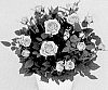 Rosa%20hybrida%20%27KORpot135%27