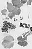 Vitis%20vinifera%20interspecies%20hybrid%20%27BLOMG05%27