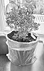 Buxus%20microphylla%20%27TM108%27