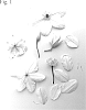Clematis%20viticella%20%27Evipo119%27