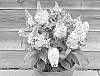 Buddleja%20davidii%20%27Botex%20011%27