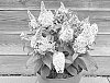 Buddleja%20davidii%20%27Botex%20011%27