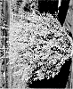 Ilex%20crenata%20%27NCIC1%27