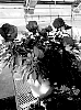 Hibiscus%20moscheutos%20%27G21086%27