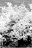 Aruncus%20hybrid%20%27Goatee%27