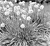 Allium%20hybrid%20%28Linnaeus%29%20%27Bobblehead%27