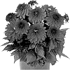 Dahlia%20variabilis%20%27DODAHYPNOPREVE%27
