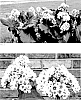 Bergenia%20hybrid%20%27Happily%20Ever%20After%27