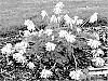 Dicentra%20hybrid%20%27White%20Diamonds%27