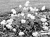 Dicentra%20hybrid%20%27White%20Diamonds%27