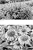 Echinacea%20hybrid%20%27Everything%27s%20Rosy%27
