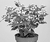 Hypericum%20androseamum%20L.%20%27ALLHYBELL%27