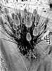 Kniphofia%20spp.%20%27Rocket%20Jr.%27