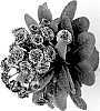 Primula%20elatior%20%27KERANNAWEAVE%27
