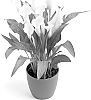 Zantedeschia%20sprengeri%20%27Dozanwhamb%27