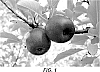 Malus%20domestica%20Borkh%20%27MAC12%27