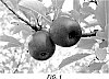 Malus%20domestica%20Borkh%20%27MAC12%27