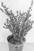 Buxus%20microphylla%20%27WINTER%20ROCKET%27