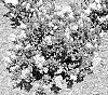 Syringa%20pubescens%20%27SMNSPWF%27