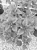 Hibiscus%20moscheutos%20%27G21085%27