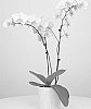 Phalaenopsis%20hybrida%20%27MI02815%27