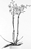 Phalaenopsis%20hybrida%20%27MI02969%27