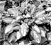 Hosta%20hybrid%20%27Moment%20to%20Treasure%27
