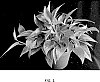 Epipremnum%20aureum.%20%27UF-Ea-0314%27