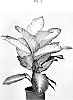 Dieffenbachia%20seguine%20%27DIFMUMRS23%27