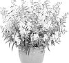 Angelonia%20hybrida%20%27ANGAF19202%27