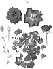 Rosa%20hybrida%20%27Poulty042%27