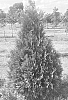Thuja%20plicata%20X%20Thuja%20standishii%20%27CFNI%27