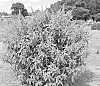 Buddleia%20davidii%20%27Bailbudone%27