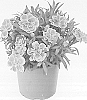 Dianthus%20caryophyllus%20L.%20%27KLEDG24541%27