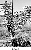 Pistacia%20atlantica%20x%20Pistacia%20integerrima%20%2719PaPi-SY%27