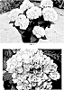 Hydrangea%20macrophylla%20%27Hokomamipe%27