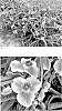 Tradescantia%20x%20andersoniana%20%27Webmaster%27