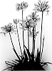 Agapanthus%20hybrid%20%27FO21BM110%27
