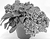 Heliotropium%20arborescens%20%27INHELAROPU%27