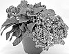 Heliotropium%20arborescens%20%27INHELAROPU%27