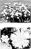 Stokesia%20laevis%20%27Whitecaps%27
