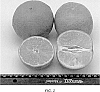 Citrus%20sp.%20%27N40W-5-1%27