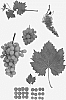 Vitis%20vinifera%20%27BLOMG03%27