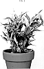 Ficus%20benjamina%20%27YAMKIMA%27