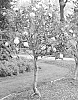Viburnum%20carlesii%20%27SMNVCST%27
